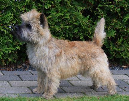 Cairnsters Lucky Jack