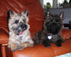 Hunde-2.jpg