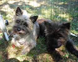 Hunde-4.jpg