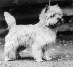 oliver.JPG